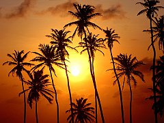 Palm Paradise, Jericoacoara, Brazil